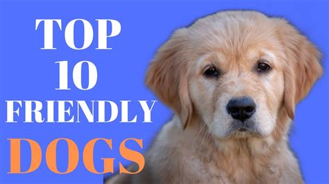 Top 10 Friendly Dog Breeds Youtube