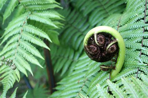New Zealand Growing Fern Photograph By Jessica Rose Pixels