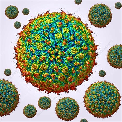 Zika Virus Particles Molecular Model Stock Image C0302660 Science Photo Library