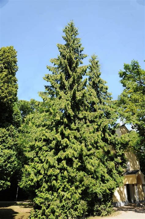 Northern White Cedar American Arborvitae For Sale Online The Tree