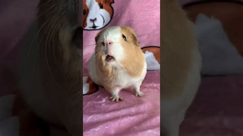 Weekly Squeak Loudest Guinea Pig Youtube