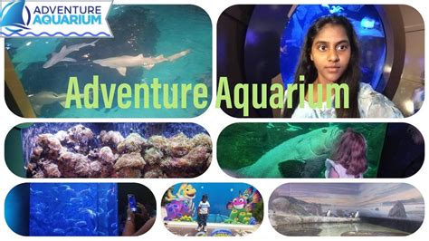 Trip To Wonderful Place Adventure Aquarium Camden Nj Hippo Shark