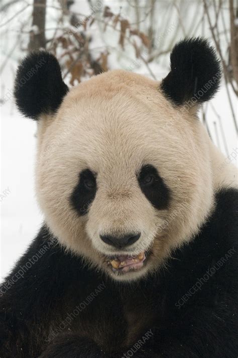 Head Of Giant Panda Chewing On Bamboo In Snow Stock Image F0231908