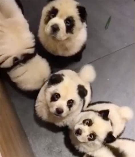 Dogs Dyed To Look Like Pandas Stir Up Controversy From China