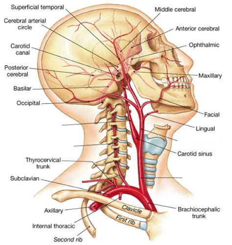The head rests on the top part of the vertebral column, with the skull joining at c1. Muscles of the Head and Neck Flashcards | Easy Notecards