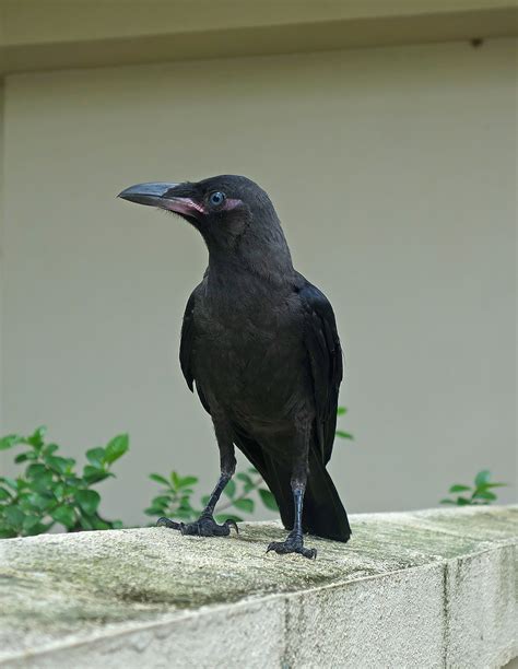 Understanding House Crows Corvus Splendens