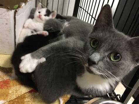 Happy Ending For Dozens Of Cats Kittens Abandoned At Md Shelter