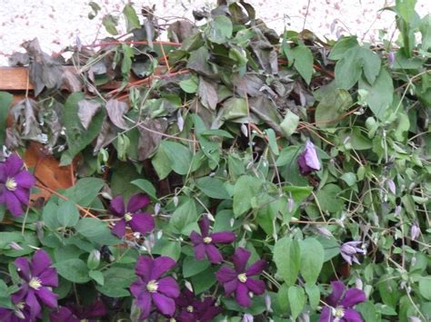 Clematis wilt is a common fungal disease that infects clematis vines. Why Clematis Wilt Will Make You Cry. . . | Growing Wisdom Blog