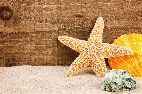 Sand Beach Star Shell Summer Beach Wood Sand Marine Starfish