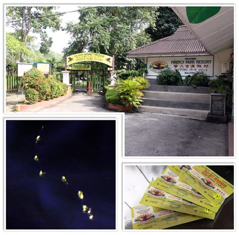 Save kuala selangor glittering fireflies tour with seafood dinner to your lists. wElcoMe tO oUr bLog!: Kuala Selangor Firefly Park