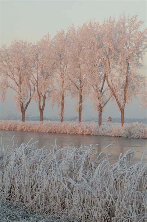 Pin By Lina On Pink And Gray Winter Trees Winter Scenes Beautiful