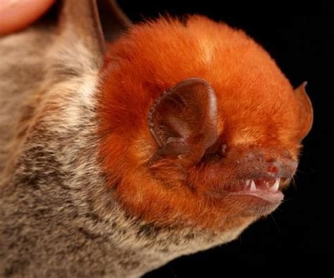 Diversity Of Bats Animals