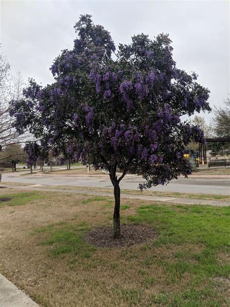 Beautiful Texas Mountain Laurel Smells Like Grape Koolaid Rgardening