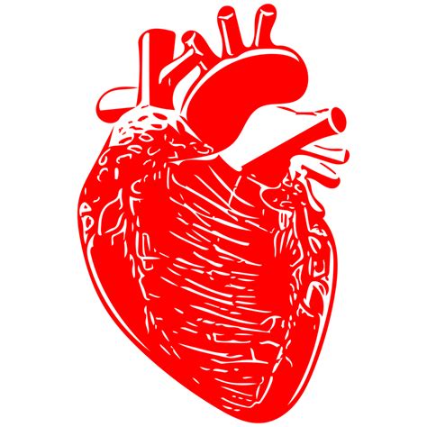 Human Heart Line Art 11048417 Png