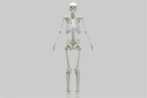 Ultimate 3d Human Skeleton Model Perfect For Medical Training And