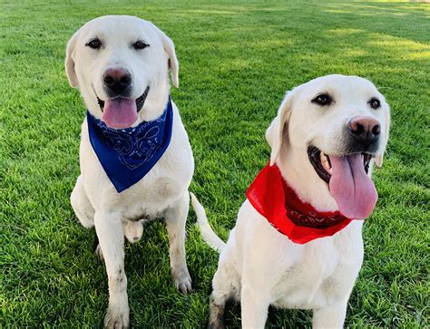 Labrador retrievers for sale in california labrador retrievers in ca. Contact Us | White Lab Puppies for Sale | Coal Creek ...