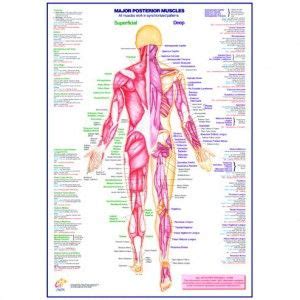 All of these muscle charts look amazing. Major Back (Posterior) Muscles Laminated A1 Poster Wall Chart | Poster wall, Poster, Human body