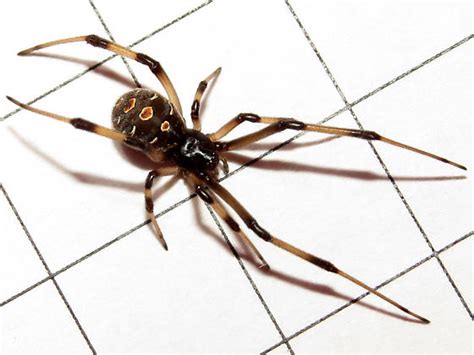 Brown Widow Latrodectus Geometricus Bugguidenet