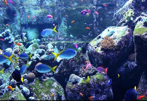 Download Aquarium Screensaver 14