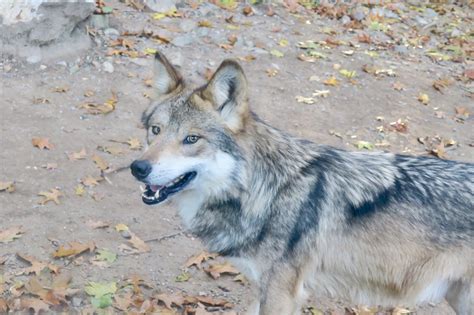 Mexican Wolf Canis Lupus Baileyi Zoochat