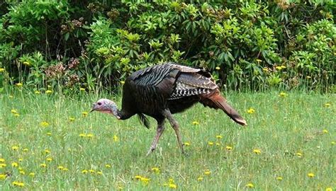 How Does A Turkey Reproduce Sciencing