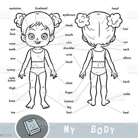 Ilustración De Diccionario Visual Para Niños Sobre El Cuerpo Humano Mis