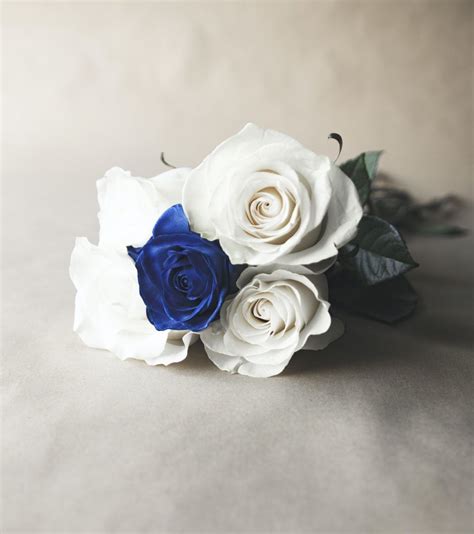 White And Blue Roses Pictures Photos And Images For Facebook Tumblr
