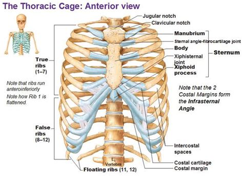 Thoracic Cage Rib Cage Ribs True False Sternum Human Body Anatomy