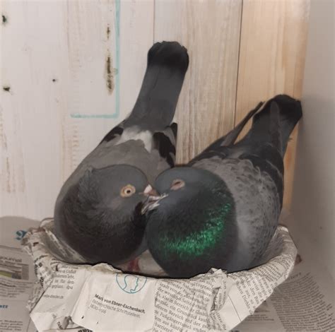 So you can secure and flexible access your account. Columbarium Netzwerk Taubenrettung Hannover e.V. - Posts ...