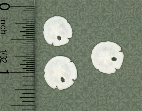 Set Of 3 Real Sand Dollars Dollhouses And More