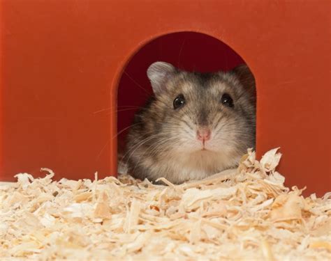18 Reasons Why Hamsters Make The Best Pets Metro News