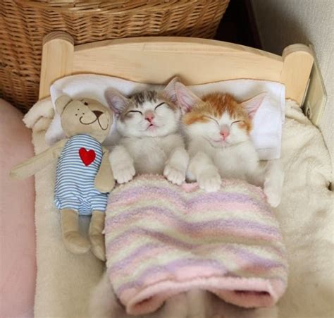 adorable kitten twins love to sleep side by side we love cats and kittens