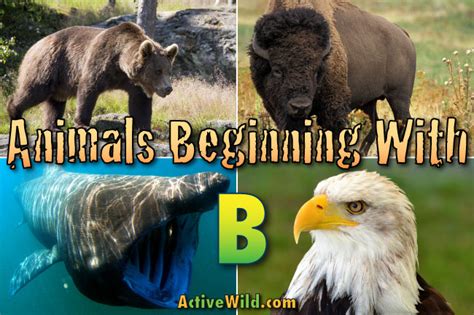 Animals That Start With B: List Of Animals Beginning With B Pictures Facts