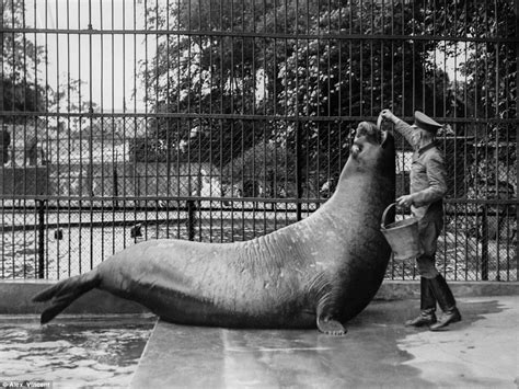 Rare photographs reveal what life used to be like at the Copenhagen Zoo