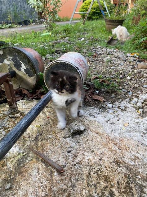 Kucing Persia Jantan Betina Hewan Peliharaan