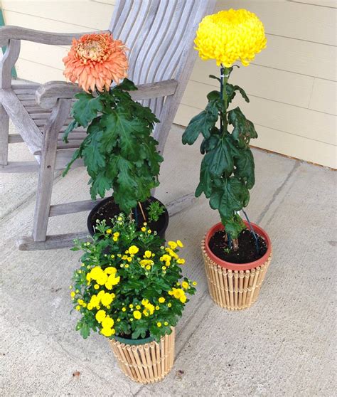 Wsmagnet Garden Chrysanthemums — Colorful Hardy Flowers Featured