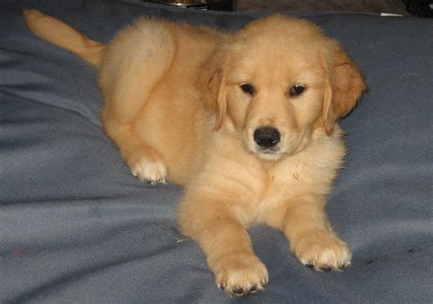 They are good with strangers, tolerant with young kids, and good. Newborn Golden Retriever Puppies | Pembroke welsh corgi ...