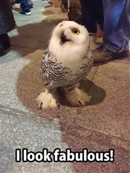 15 Hilarious Owl Memes With Images Funny Animals