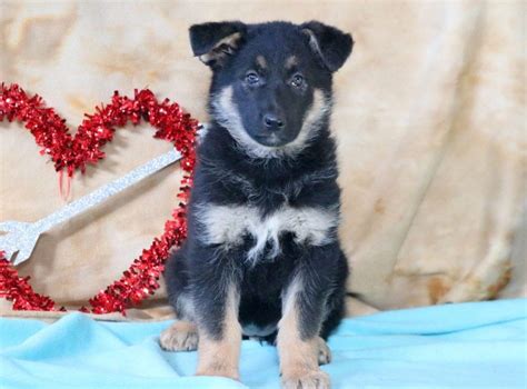 You may either find your future puppy amongst our published german shepherd puppies for sale or, based on a special search, we will locate your future german. Secret | German Shepherd Mix Puppy For Sale | Keystone Puppies