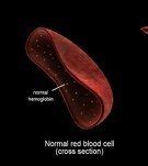 Eukaryotic cells contain nucleus plant cells differ from other eukaryotic cells because the organelles existing are different. Do red blood cells contain genetic material? Also, since ...