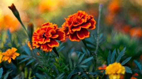 Attractive Orange Color Flowers Hd Wallpapers Collection