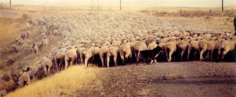 Australian Shepherd herding sheep | Australian shepherd, Australian shepherd dogs, Australian 