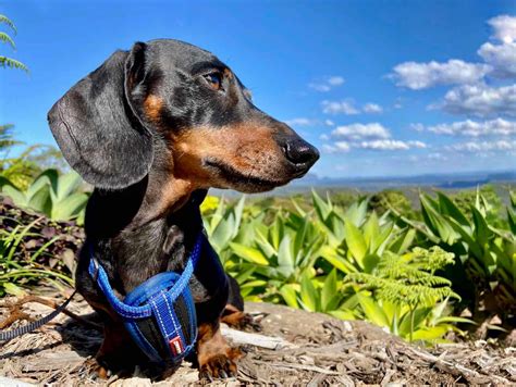 7 Top Pet-Friendly Places to Stay on the Sunshine Coast - Travelnuity