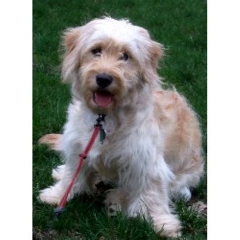 They have multiple foster homes throughout the entire u.s. Goldendoodle Breeders in Ohio | FreeDogListings