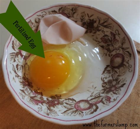 How do i keep them to have 5 eggs? Anatomy of Egg Laying and Egg Abnormalities ~ | The Farmer ...