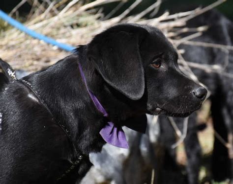 Black labrador retrievers, or just plain black labs, are one of the most commonly owned dogs in the us. Purebred Labrador Puppies FOR SALE ADOPTION from ...