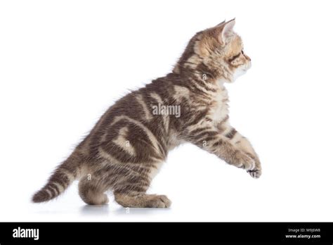 Cat Kitten Jumping And Playing Side View Isolated On A White