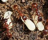 Photos of European Fire Ants In Ontario