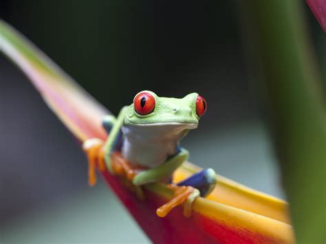 A Planet Full Of Animals An Introduction To Animal Classification
