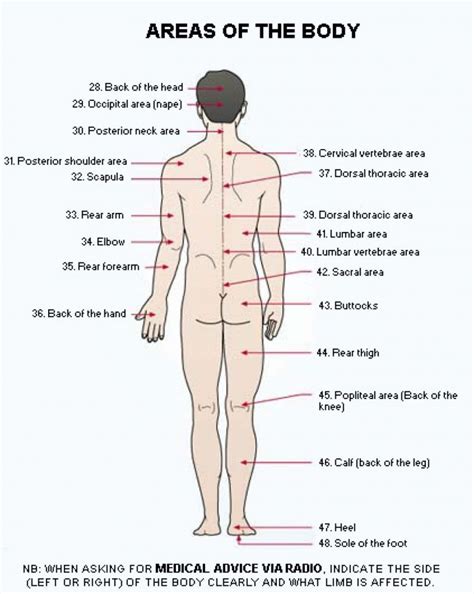 Go ahead and prove to us that you know all about the human body and its organs in this quiz. Human Body Organs Diagram From The Back Diagram Of Human Body Organs Front And Back Best Of ...